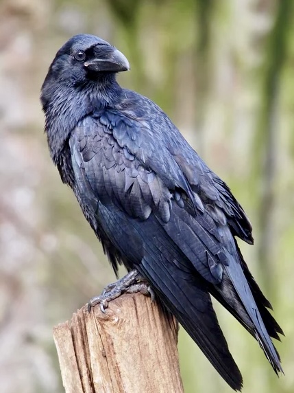Raven