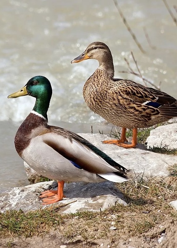 Mallard Duck