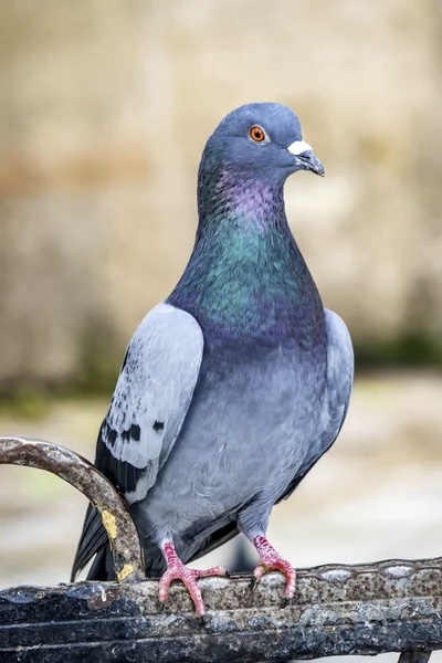 Pigeon