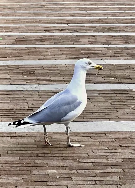 Seagull