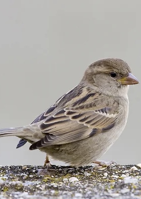 Sparrow