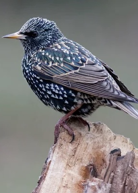 Starling